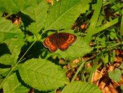 2013-07-20_Regina-F-Rau_Kochel-Rabenkopf (056).JPG